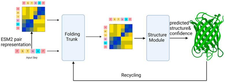 ESMFold Architecture: single-sequence structure prediction using the ESM-2 protein language model